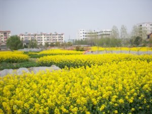 A spring walk through Taizhou, Photo #2
