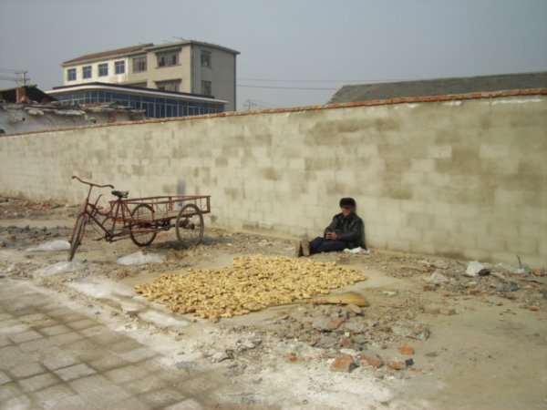 A farmer is resting in the winter sun with his crop of ginger root.