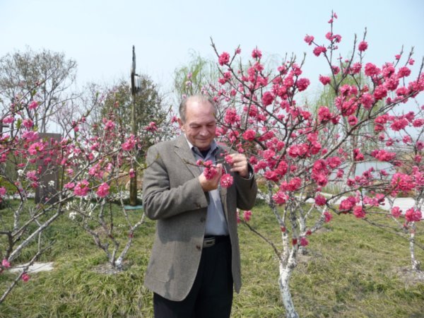 Taizhou Peach Blossom Festival, 2009