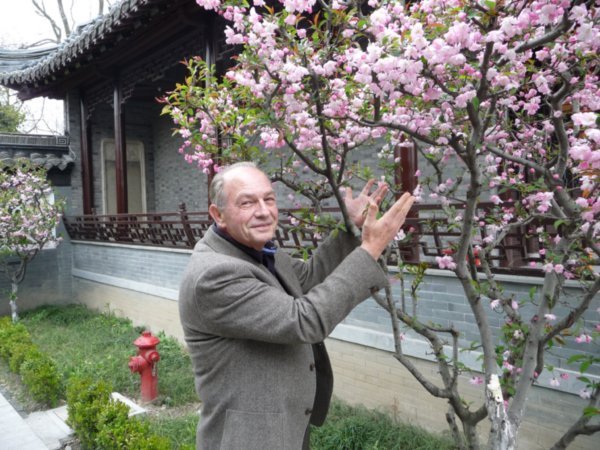 Several pink peach trees adorn the gardens of Mei Lanfang.