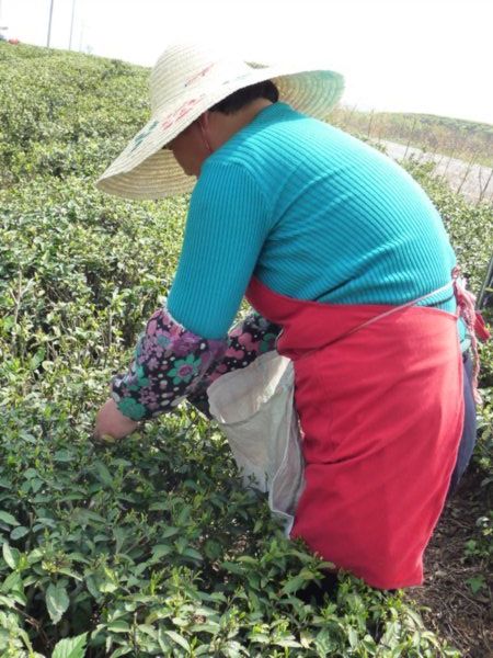 Picking the sprouts of the Tea-shrubs in Yixing County