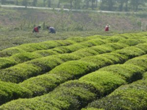 Green Tea Hedges in Yixing County, Jiangsu