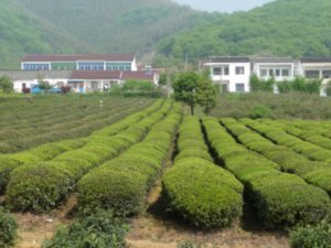 Green Tea Hedges in Yixing County, Jiangsu