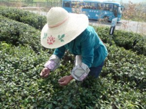 Picking the sprouts of the Tea-shrubs in Yixing County