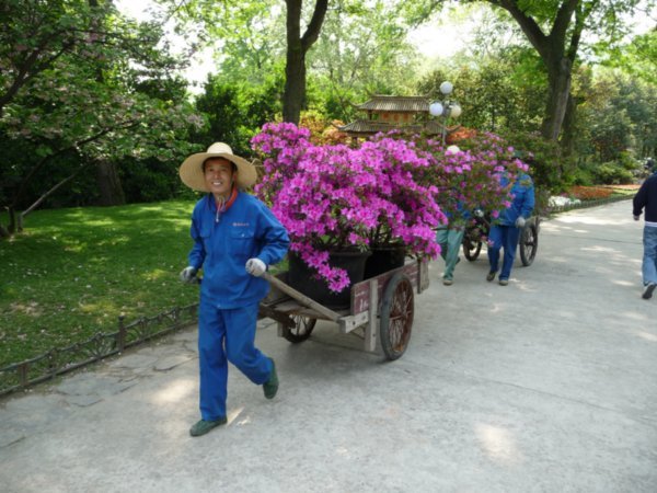 The Beautiful Parks of China are made ready to display their Spring Colors, 2009.