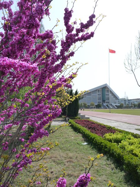 Spring Colors on the Campus of TTC