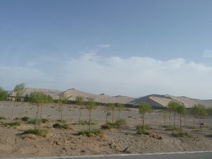 New Tree Plantings along the Desert Highway, once known as the Silk Road.