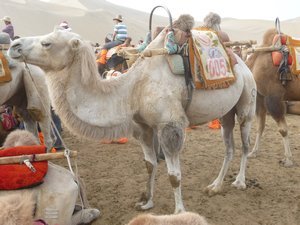 Camel-ride to Mingsha Mountain, #2