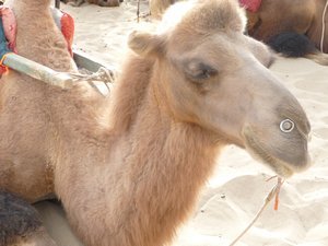 Camel-ride to Mingsha Mountain, #3