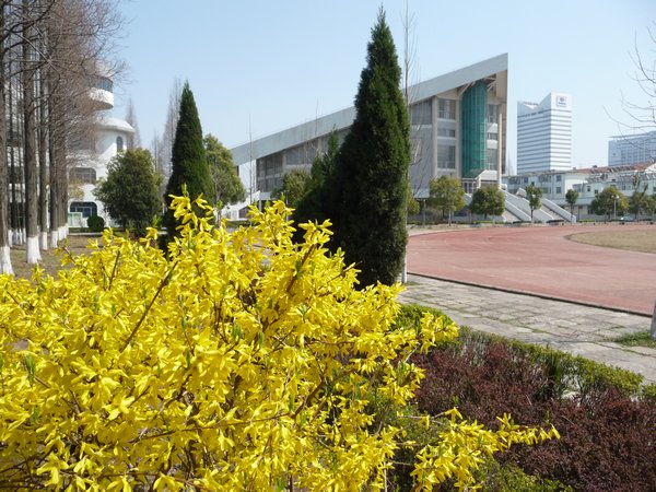 Spring Colors on the campus of TTC, Photo 2