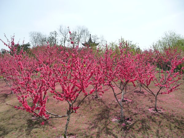 Colorful Spring in the city parks and gardens of Taizhou.