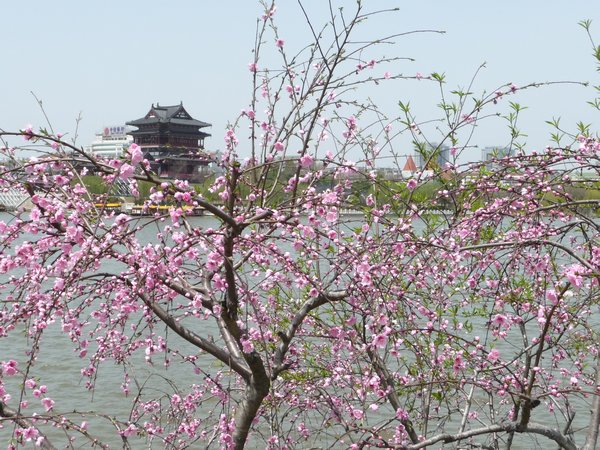 The Colors of Spring in Taizhou, Photo 62
