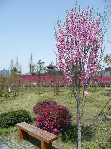 The colors of Spring in Taizhou, Photo 63