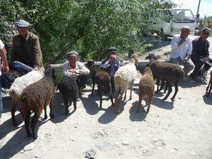  BEYOND KASHGAR, PHOTO 6: Ready to sell me their best sheep at the local bazaar