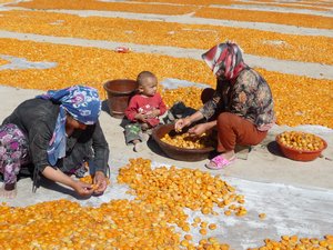 BEYOND KASHGAR, PHOTO 3: Apricots are dried, and are lovingly turned in the sun, one by one.