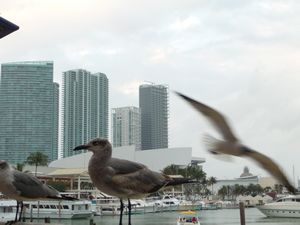 Miami Bay-Side #5