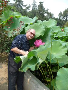The leaves of the Lotus plant are huge and the flowers simple and extraordinary.