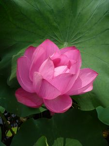 Close-up of a Lotus flower