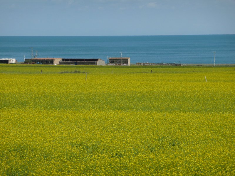 My view of the spectacle of Mother Nature along Qinghai Lake was not so bad.