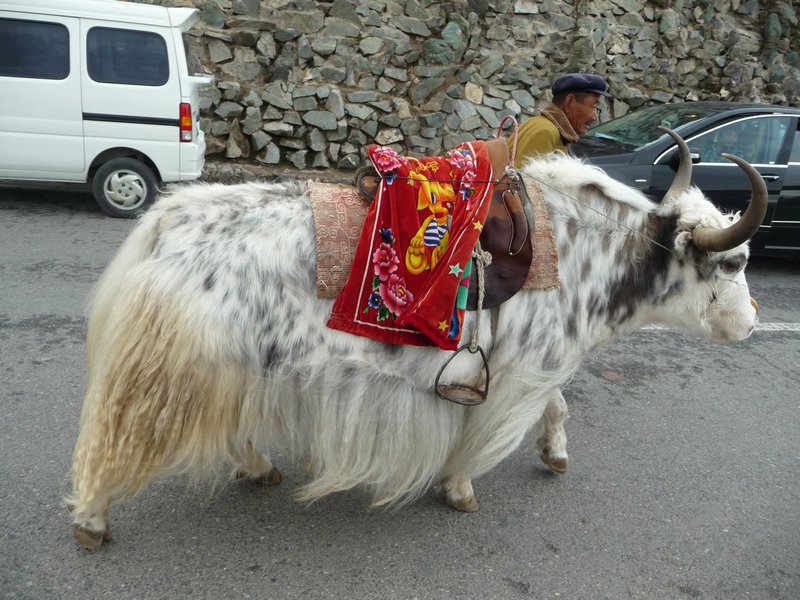 Traffic along the narrow road to Qinghai Lake takes on many forms.