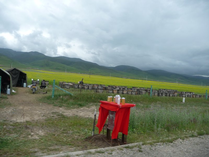 Colonies of bees feast on the vast fields of Rape-flower fields.  Their honey is for sale along the raod toward Qinghai Lake.