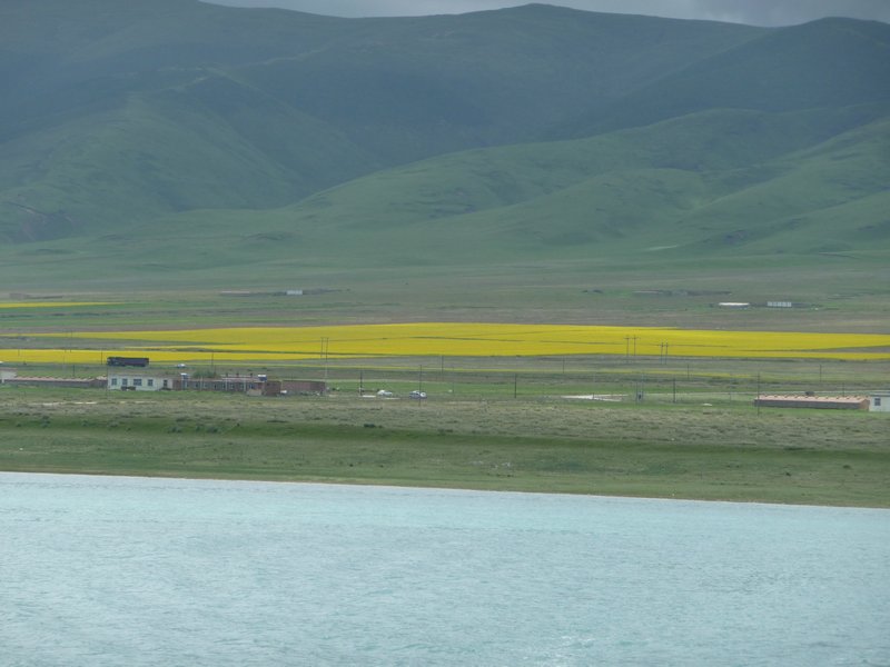 The golden rape-flower fields are very visible from the deck of the boat.