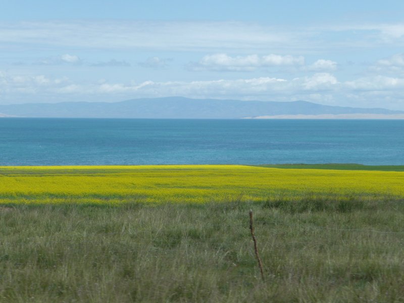 Color contrasts along the shores of Qinghai Lake, a salt-water lake, and China's largest lake. 