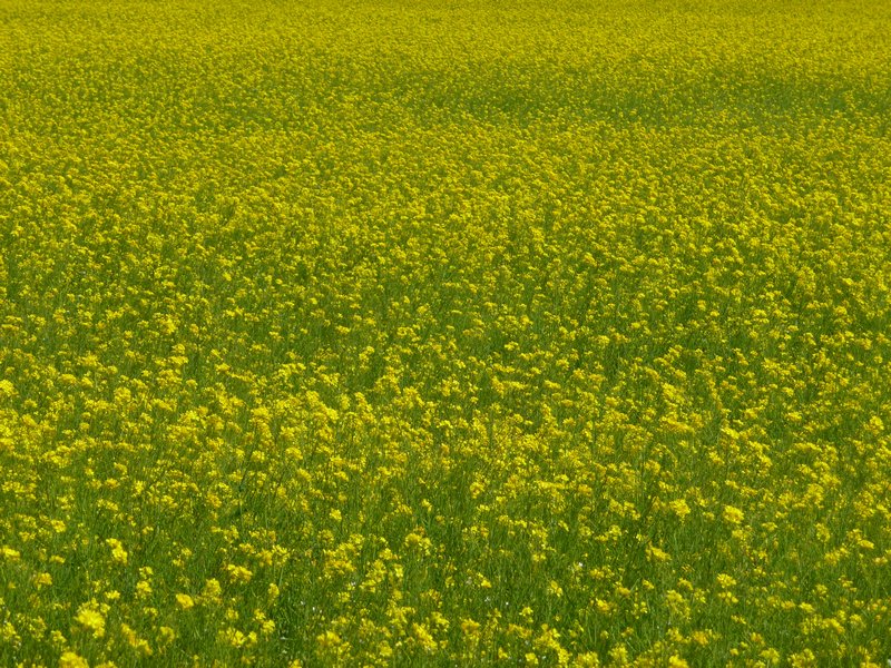 Rape-flower Field,  close-up 2