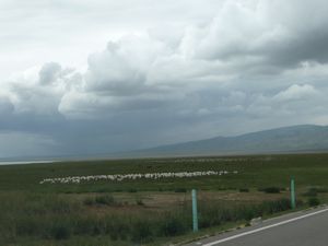 Herds of sheep and Yaks graze in the lush fields along Qinghai Lake.
