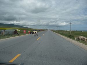After my visit to Qinghai Lake, I find the road back to Xining must be shared with other "locals" !