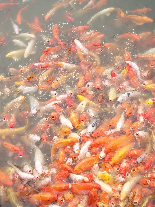 SUZHOU: HUNGRY FISH IN PAN MEI PARK