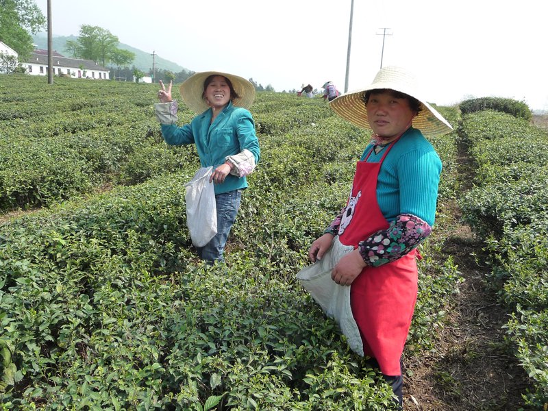 YIXING COUNTY: HARVESTING THE FAMOUS LOCAL TEA