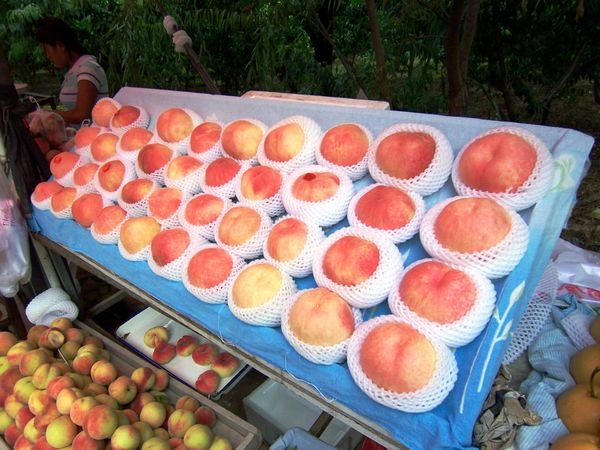 Some of the finest "royal" peaches I have ever seen.