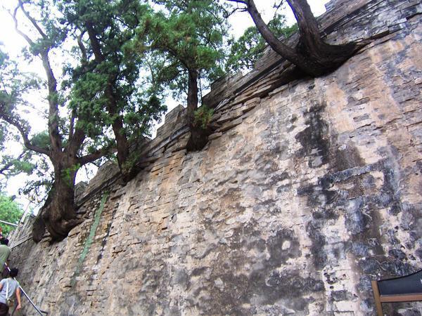 Ancient trees are growing from the ramparts, and have watched visitors climb its steps for centuries.