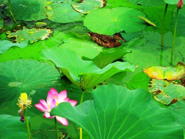 A solitary duck among the Lotus.