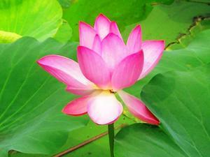 The beauty of the Lotus flower.