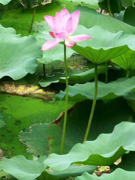 Lotus blessings