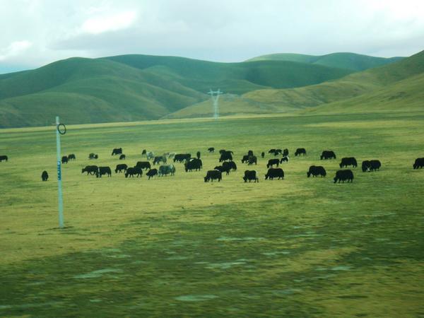Yaks are  grazing