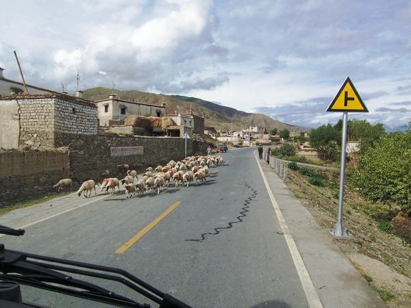 Sheep share the road.