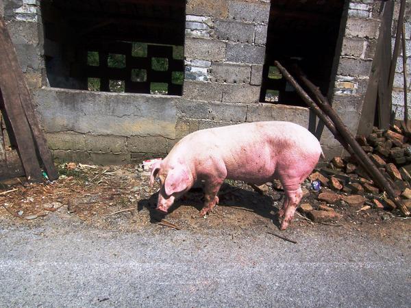 This well nourished pig...