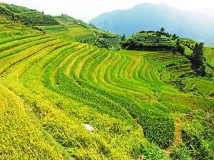 Each rice terrace has a source of water.