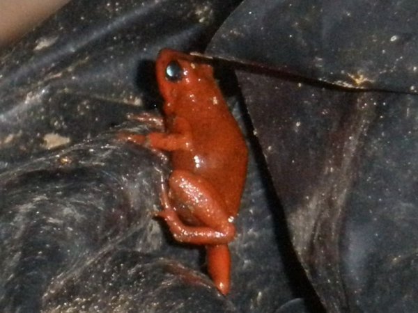 red frog 1