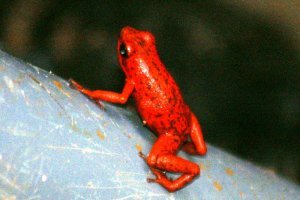 red frog 3
