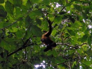 swingin squirrel monkey