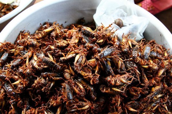 how about some curried crickets?