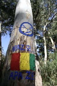 Eucalyptus clad, camping site in Polis