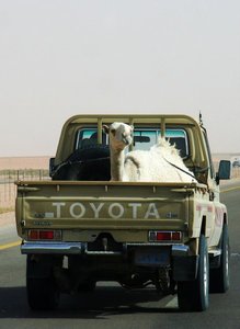 Just another camel in a pick up truck!