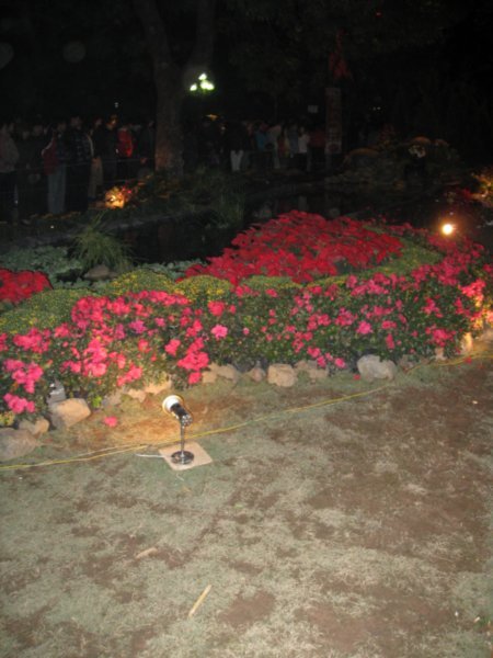 Flower Displays around the lake for New Years