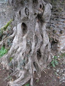 Trees in Hadrian's Villa