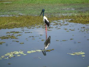 Yellow waters - Jabiru bird